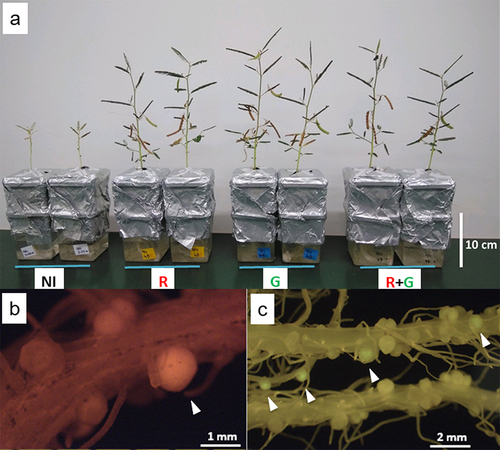 Figure 2. The growth of A. indica and root nodules formed by SSBR45. (a) The plants on vermiculite were grown in a nitrogen-free medium. NI, non-inoculated control; R, seedlings inoculated with SSBR45R; G, seedlings inoculated with SSBR45G; and R + G, seedlings inoculated with an equivalent mixture of SSBR45R and SSBR45G. The mean dry weights of non-inoculated and inoculated seedlings were 90 mg/plant and 273 mg/plant, respectively. They were grown for seven weeks after the inoculation. (b) A fluorescing nodule and dark nodules were formed by SSBR45R. (c) The fluorescing nodules and dark nodules on the roots inoculated with SSBR45G (upper root) and non-fluorescent SSBR45 (lower root). Arrowheads indicate the fluorescing nodules. The pictures of (b) and (c) were taken four weeks post-inoculation. The causative structural difference between fluorescing and dark nodules is still unknown.
