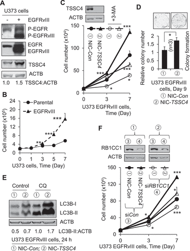 Figure 9. TSSC4 regulates cell growth in EGFRvIII-expressing U373 glioblastoma (GBM) cells. (A) Western blot showed that expression of EGFRvIII increased the activity of EGFR tyrosine kinase and the level of TSSC4 protein. Phosphorylation of EGFR at Y1068 (P-EGFR, P-EGFRvIII), a major site for EGFR autophosphorylation, represents the activation of EGFR tyrosine kinase. (B) Expression of EGFRvIII increased cell growth in U373 cells. Cell growth was measured by cell counting. (C–D) Knockout of TSSC4 increased cell growth, where the autophagy inhibitor 3-MA (2 mM) decreased growth in control and TSSC4 knockout cells, respectively. Cell growth was measured by cell counting (C) and colony formation assay with example images of colonies shown (D). Western blot demonstrated TSSC4 knockout by CRISPR/Cas-9 technique. NIC-Con, Control cells; NIC-TSSC4, cells with TSSC4 knockout (the same hereafter). (E) TSSC4 knockout increased autophagy which was measured by western blotting of KC3-II in the absence and presence of CQ (20 μM). (F) Knockdown of RB1CC1 inhibited cell growth in control and TSSC4 knockout U373 EGFRvIII cells. Cell growth was measured by cell counting. Western blot demonstrated knockdown of RB1CC1. ACTB was used as the loading control for western blot.