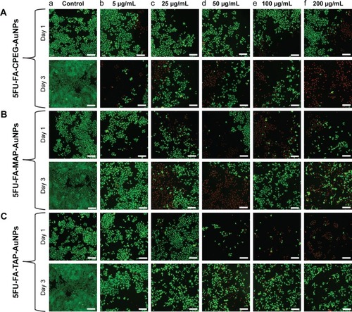 Figure 7 Live/dead fluorescent images of MCF-7 cells treated with 5FU-loaded (A) FA-CPEG-AuNPs, (B) FA-MAP-AuNPs, and (C) FA-TAP-AuNPs at (a) 0, (b) 5, (c) 25, (d) 50, (e) 100, and (f) 200 µg/mL after day 1 and day 3 of treatment (scale bar=200 µm).Abbreviations: AuNP, gold nanoparticles; CPEG, citrate polyethylene glycol; FA, folate; 5FU, 5-fluorouracil; MAP, malate polyethylene glycol; TAP, tartrate polyethylene glycol.