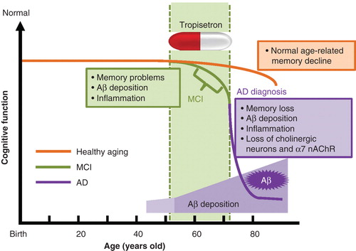 Figure 1. The life course in healthy aging, MCI subjects and AD patients. As people grow older, healthy subjects develop age-related memory loss. Subjects with MCI develop a greater degree of memory problems relative to age-matched healthy subjects, although they do not experience the personality changes or other problems characteristic of AD. Studies using PET showed that Aβ deposition and inflammation are present in the brains of MCI subjects. AD patients suffer severe memory loss, Aβ deposition, inflammation and loss of cholinergic neurons and α7 nAChRs. The deposition of Aβ in the brain starts before MCI and increases with age. Therefore, tropisetron could potentially prevent the onset of AD if administered during or before the onset of MCI.