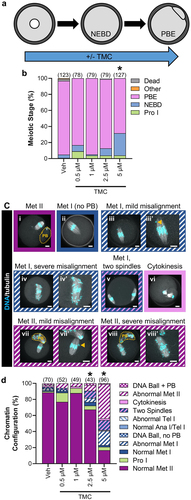 Figure 3. PP1 inhibition for the duration of oocyte meiotic maturation reduces meiosis I exit in oocytes and causes meiotic abnormalities. (a) Schematic representation of the experimental design. Prophase I oocytes were cultured in medium lacking meiotic arrest reagents and containing TMC (0.5–5 µM) or vehicle control (0.1% DMSO) for 16 h. (b) Graphical representation of meiotic stage based on phase microscopy at 16 h into culture. Bar graph shows the percentages of oocytes at each meiotic stage. n = 78–127 oocytes over 4–6 replicates. * denotes a significant difference from Veh control oocytes (Fisher’s exact test). The numbers of oocytes at each meiotic stage is shown in Supplemental Table 1. (c) Representative images of the oocyte phenotypes observed, apostrophe denotes zoomed-in image, scale bar = 10 µM. Orange dashed line denotes the PB boundary, and orange arrow points to single misaligned chromosomes. (i) Normal metaphase II oocyte. Oocytes that underwent NEBD but had no PB with a normal (ii) metaphase I spindle, with (iii and iii’) mild chromosome misalignment, with (iv and iv’) severe chromosome misalignment, or with (v) two spindles. (vi) Oocyte at cytokinesis. Metaphase II oocytes, with (vii and vii’) mild chromosome misalignment, or with (viii and viii’) severe chromosome misalignment. Oocytes with DNA ball, ± PB refers to very condensed chromatin in the oocyte, with no obvious meiotic spindle (not shown). (d) Graphical representation of the meiotic stage and DNA morphology of oocytes at 16 h into culture. Solid colors represent normal DNA morphology for the meiotic stage, and hatched colors represent abnormal DNA morphology for the meiotic stage. n = 43–96 oocytes over 4–6 replicates. * denotes a significant difference from Veh control oocytes (Fisher’s exact test).