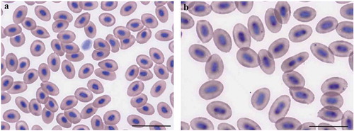 Figure 2. Erythrocytes from (a) the grey mullet Mugil cephalus and (b) the goldfish Carassius auratus. Scale bars: 20 μm.