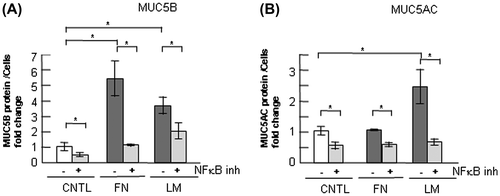 Fig. 9. Effects of NF-κB inhibition on the regulation of MUC5B and MUC5AC production in NCI-H292 cells cultured on ECM components.Notes: (A) NCI-H292 cells (2 × 104 cells/well) were cultured in a 96-well plate precoated with PBS (CNTL), 500 μg/mL of fibronectin (FN), or laminin (LM). The cells were cultured with a NF-κB inhibitor (2.5 μM: +) or with the same concentration of DMSO (−). After culturing for 30 h, the cells were sampled and analyzed using the mucin protein assay to detect the levels of MUC5B protein. Fold changes were based on a control, which was treated with PBS (mean ± SD, n = 5, one-way ANOVA). (B) NCI-H292 cells (2 × 104 cells/well) were cultured in a 96-well plate precoated with PBS (CNTL), 500 μg/mL of fibronectin (FN), or laminin (LM). The cells were cultured with a NF-κB inhibitor (2.5 μM: +) or with the same concentration of DMSO (−). After culturing for 30 h, the cells were sampled and analyzed by the mucin protein assay to detect the levels of MUC5AC protein. Fold changes were based on a control, which was treated with PBS (mean ± SD, n = 5, one-way ANOVA). Fold changes were normalized to cell numbers. Asterisks indicate statistical probability, *p < 0.05 (ANOVA). The representative results of three independent experiments are shown.