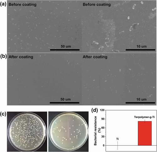 Figure 5. (a) and (b) SEM shows the bacterial adhesion property of the two kinds of substrates for the initial 24 h. (c) The colony images and (d) The bacterial resistance ratio of Ti and Terpolymer-g-Ti tested by spread plate assay