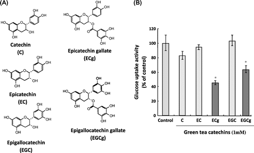 Fig. 3. Effect of catechins on SGLT1-mediated glucose uptake activity.