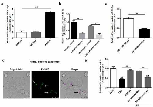 Figure 3. miR-93-5p is highly expressed in exosomes secreted by M2 macrophages. (a) Expression of miR-93-5p in exosomes from different macrophage subtypes was measured by RT-qPCR. (b) Transfection efficiency of miR-93-5p inhibitor was verified in macrophages treated with and without LPS by RT-qPCR analysis. (c) RT-qPCR analysis of miR-93-5p expression in exosomes transfected with miR-93-5p inhibitors. (d) Uptake of exosomal miR-93-5p into podocytes was visualized with a fluorescent microscope. (e) Following LPS, M2-Exo and miR-93-5p inhibitor treatments, miR-93-5p expression in podocytes was examined with RT-qPCR assay. LPS, lipopolysaccharide; M2, macrophage; Exo, exosomes **P < 0.01 vs CON, ##P < 0.01.