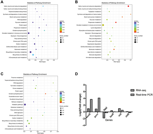 Figure 8 KEGG functional annotation and RT-qPCR validation of differential genes in PAO1 strains with or without PA0715 being repressed.