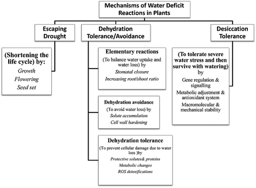 Figure 1. Main mechanisms of plant reactions to water deficit. Possible processes of each mechanism have been indicated in the boxes (Adopted from Moradi, Citation2016)
