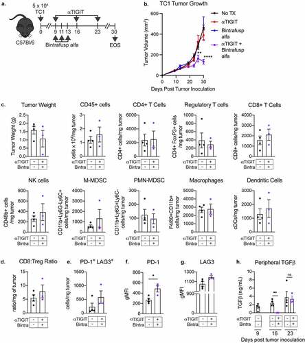 Figure 6. αTIGIT and bintrafusp alfa combination treatment results in antitumor activity in the TC-1 tumor model. (a) Graphical representation of experimental design for TC1 tumor studies. (b) TC1 tumor growth curves of C57BL/6 mice treated with αTIGIT (red line; n = 9), bintrafusp alfa (blue line; n = 8), αTIGIT + bintrafusp alfa (purple line; n = 9) or untreated controls (black line; n = 9). (c) A different set of mice were treated with the αTIGIT and bintrafusp alfa combination and on day 26 post tumor inoculation, tumors from mice treated with αTIGIT + bintrafusp alfa (n = 3) and untreated animals (n = 4) were excised and tumor weight and indicated immune cell subsets were quantified via flow cytometry and normalized to recorded tumor weight. (d) Quantification of CD8+ effector to Treg ratio. (e) Quantification of PD-1+LAG3+ CD8+ T cells per mg of tumor. Quantification of expression levels of (f) PD-1 and (g) LAG3 on CD8+ T cells. (h) Plasma was collected from untreated and αTIGIT + bintrafusp alfa-treated TC1 tumor-bearing mice on days 9, 16, and 23 post-tumor implantation and assessed for TGFβ. Bintra = bintrafusp alfa. EOS = end of study (tumors > 2000mm3). gMFI = geometric mean fluorescence intensity. * = p < .05, ** = p < .01, *** = p < .005, *** = p < .0001.