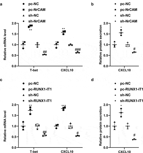 Figure 4. Effects of RUNX1-IT1 and NrCAM on Th1 differentiation markers. (a-b) CD4+ T cells were isolated from human peripheral blood, and then transfected with pc-NC, pc-NrCAM, sh-NC, and sh-NrCAM plasmids. QPCR (a) and ELISA (b) assays detected the level of NrCAM. (c-d) CD4+ T cells were transfected with pc-NC, pc-RUNX1-IT1, sh-NC, and sh-RUNX1-IT1 plasmids. The mRNA levels of T-bet and CXCL10 were detected by qRT-PCR (c) and protein level of CXCL10 were detected by ELISA assays (d). *P < 0.05, **P < 0.01, ***P < 0.001 vs. pc-NC group, #P < 0.05, ##P < 0.01, ###P < 0.001 vs. sh-NC group.