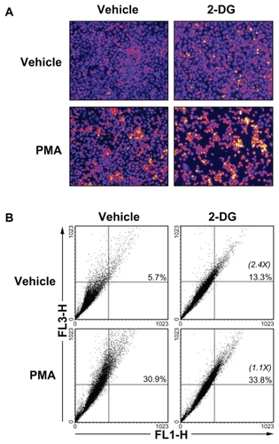 Figure 7 2-DG induced autophagy is abrogated in PMA-treated HBMEC. Autophagy was assessed as described in the Methods section in vehicle, 100 mM 2-DG-, 1 μM PMA-, and 100 mM 2-DG/1 μM PMA-treated HBMEC. A) Representative microphotographs of the formation of acidic vesicular organelles were taken upon acridine orange staining. B) The extent of autophagy was further confirmed by flow-cytometry of acridine orange stained cells and the percent of autophagy indicated for each condition. In between parenthesis, the extent of autophagy induction is indicated.Abbreviations: HBMEC, mitovasuila endothelial cells; PMA, phorbol 12-myristate 13-acetate; 2-DG-glucose.