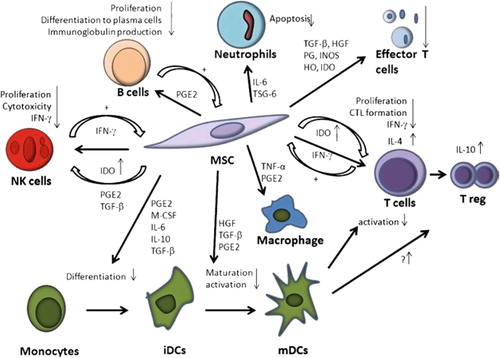 Figure 3. Immunoregulatory effects of MSCs on immune cells. CTL, cytotoxic T cells; HO, heme oxygenase; iDCs, immature dendritic cells; INOS, inducible nitric oxide synthase; mDCs, mature dendritic cells; NK cells, natural killer cells; PG, prostaglandin; Treg, regulatory T cells.