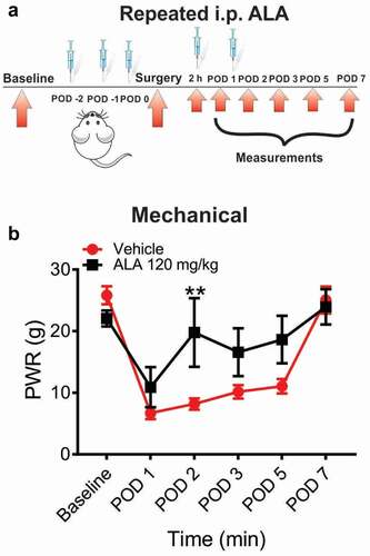 Figure 4. Repeated systemic ALA in a dose of 120 mg/kg i.p. reduces mechanical hyperalgesia after incision