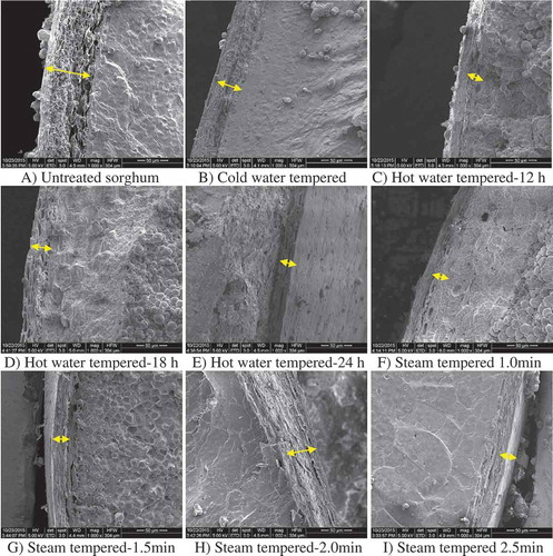 Figure 1. Cross-sectional SEM images of differently tempered sorghum kernels (the yellow arrows indicate the thickness of the pericarp).