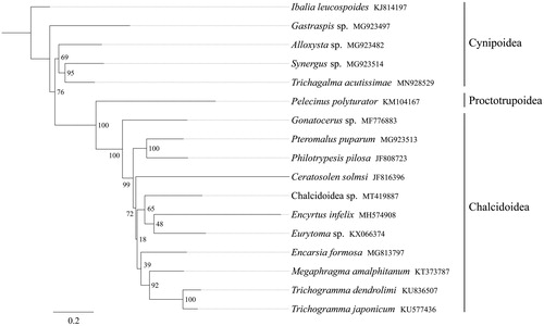 Figure 1. Phylogenetic relationships based on the 13 mitochondrial protein-coding genes sequences inferred from RaxML. Numbers on branches are Bootstrap support values (BS).