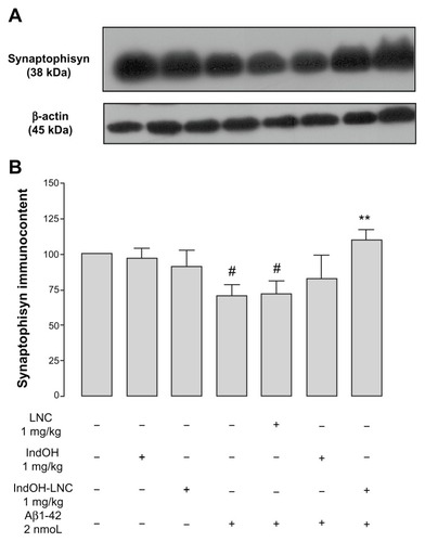 Figure 5 (A and B) Aβ1-42 injection causes synaptotoxicity, which is prevented by indomethacin-loaded lipid-core nanocapsule (IndOH-LNC) treatment. (A) Representative Western blotting analysis for synaptophysin and β-actin protein (loading control) was performed in the hippocampus of animals after injection with Aβ1-42 (2 nmol, intracerebroventricularly) and treated for 14 days with IndOH or IndOH-LNCs (1 mg/kg, intraperitoneally), starting 1 day after Aβ injection. (B) Graphic shows quantification of synaptophysin immunocontent normalized by β-actin protein (loading control).Notes: #Significantly different from the respective control cultures (P < 0.01); **significantly different from Aβ1-42 2 μM and Aβ1-42 2 μM + LNC groups (P < 0.01). Two-way analysis of variance followed by Bonferroni post hoc test. The values represent synaptophysin levels, expressed as the average percentage increase (mean ± standard deviation) over basal levels; n = 7 animals in each experimental group.