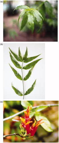 Figure 1. Clinacanthus nutans (a) leaves, (b) leaves and stem, and (c) flower.