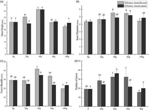 Figure 2. Growth of Cinnamomum migao seedlings under different inoculation treatments at 120 days after inoculation of Glomus etunicatum, Glomus lamellosum. (a) Mean height of C. migao seedlings, (b) Stem diameter of C. migao seedlings, (c) Crown breadth of C. migao seedlings, (d) Number of leaves of C. migao seedlings. Different lowercase letters indicate significant difference (p < 0.05).