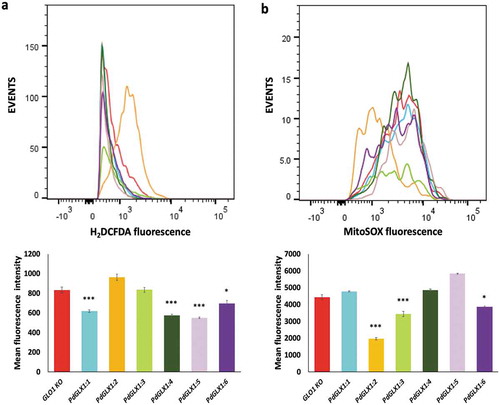 Figure 10. ROS quantification by flow cytometry in GLO1 mutant cells transformed with PdGLX1 genes or the empty negative control vector. The cells were stained to detect cytosolic ROS accumulation using H2DCFAD stain (a) or the mitochondria specific superoxide using the MitoSOX™ stain (b). Graphs indicate the mean fluorescent intensity (5000 events). Asterisks (***) indicates p ≤ 0.001, Asterisk (*) indicates p ≤ 0.05; mean ±SD, n = 3