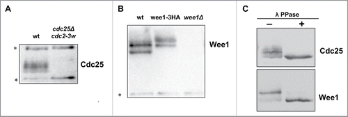 Figure 1. Characterization of polyclonal antibodies that recognize Wee1 and Cdc25. (A) An anti-Cdc25 antibody was used to probe samples from wild type and cdc25Δ cdc2–3w cells. (B) An anti-Wee1 antibody was used to probe samples from wild type, wee1–3xHA, and wee1Δ cells. The HA tag causes a shift in the electrophoretic mobility of bands corresponding to Wee1. (C) Western blots of log phase Cdc25 and Wee1 with or without treatment with λ-phosphatase. Asterisks indicate background bands that serve as loading controls.