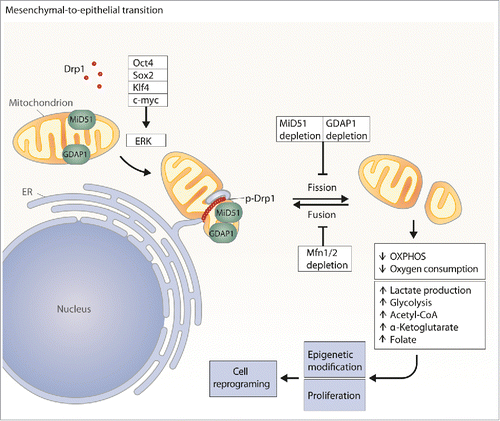 Figure 1. Mitochondrial fission during the early steps of cellular reprogramming. ERK is activated by OSKM factors, which induce Drp1 to promote mitochondrial fission at sites marked by the ER tubules. GDAP1 and MiD51 facilitate Drp1 function. Prieto et al., demonstrate that GDAP1 loss-of function prevents mitochondrial fragmentation and reduces cell reprogramming. Conversely, Mfn1 and Mfn2 promote mitochondrial fusion and sustain the somatic phenotype. Fragmented mitochondria are linked to reduced OXPHOS and promote the formation of key metabolites for cell reprogramming.