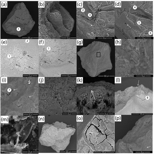 Figure 2. Selected grains of quartz: (a) angular grain with typical features of glacial grinding including sharp-fractured edges, high relief, deep trough and clay coatings (1); (b) Sharp angular outline and fracture face; (c) fresh breakage blocks (2, 3); (d) weathered breakage blocks, accompanied by small conchoidal fracture (4), straight grooves (5), curved grooves (6) and V-shaped cracks (arrow); (e) and (f), cracks and V-shaped cracks (arrow); (g) angular grain with high relief; (h) close up of (g) sub-parallel linear and micro-cracks; (i) cracks and adhering particles (7); (j) chemical dissolution and cracks; (k) thick layer of amorphous silica by precipitation; (l) edge abrasion and precipitation features (8); (m) diatoms embedded in quartz grain (Achnanthes sp.); (n) edge abrasion and polygonal cracks; (o) polygonal cracking on the grain outside depressions; (p) angular grain with edge abrasion and clay coating, possibly smectite (Si:Al = 2:1) composition.
