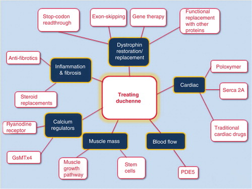 Figure 1. Pictoral diagram identifying current targets in drug development for Duchenne muscular dystrophy.