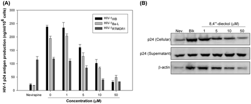 Fig. 4. Effect of 8,4‴-dieckol on HIV-1 p24 production.Notes: (A) Determination of p24 protein in culture supernatant. H9 cells infected with HIV-1IIIB or HIV-1RTMDR1 and PBMCs were infected with HIV-1Ba-L at a M.O.I. of 0.1. After sample or Nevirapine (2 μM) treatment, the cells were incubated for 7 days. Amount of p24 antigen production was determined with p24 antigen capture ELISA. (B) Immunoblot analysis of HIV-1 p24 antigen production. H9 cells infected with HIV-1IIIB for 7 days. Mouse anti-p24 antibody was used to detect p24 protein in the cells and cell culture supernatant. Nevirapine (2 μM) was used as a positive control.