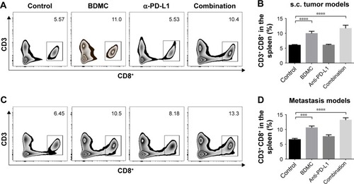 Figure 2 Combination treatment of BDMC and α-PD-L1 antibody increased the proportion of CD8+ T-cells in the spleen of mice bearing s.c. and metastatic bladder cancer.