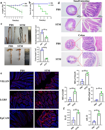 Figure 1. Fig. 1 | STM infection caused death and intestinal lesions in the mice a: STM infection leads to decreased host weight in mice (n = 5). b: STM infection results in mortality of mice (n = 5). c: STM infection causes the shrinking of the small intestine and colon in mice. d: STM infection induces pathological changes in the small intestine and colon of mice. e: after STM infection, mice exhibit elevated expression of VILLIN, LGR5, and EpCAM proteins in the small intestine. f: following STM infection, there is a significant increase in the secretion of IL-22 protein and transcription of mIL-22 in the intestinal tract of mice.