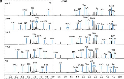 Figure 1 Representative 1H nuclear magnetic resonance spectra of rat plasma (A) and urine (B) obtained from groups C6, 10L6, 20L6, 20H6 and 40L6.Notes: C, L, and H represent the control and low- and high-dose groups, respectively, 6 represents 6 hours posttreatment, and 10, 20, and 40 represent Fe@Si NPs of 10, 20 and 40 nm, respectively. The spectral regions in the dashed boxes were magnified 20 times (for plasma) and five times (for urine) for the purpose of clarity.Abbreviations: Fe@Si, Fe3O4@SiO2-NH2; NPs, nanoparticles; AB, aminobutyrate; AA, acetoacetate; Ab, anabasine; Ace, acetate; Ach, acetylcholine; Aco, aconitate; Act, acetone; AD, acetamide; AH, aminohippurate; Ala, alanine; All, allantoin; Arg, arginine; Asn, asparagine; Ben, benzoate; Bet, betaine; Bu, butyrate; Ch, choline; Ci, citrate; Cn, creatinine; Cr, creatine; DG, deoxyguanosine; DMA, dimethylamine; DMG, dimethylglycine; DU, deoxyuridine; EA, ethanolamine; Eth, ethanol; For, formate; Fum, fumarate; G, glycerol; GA, guanidinoacetate; Glc, glucose; Gln, glutamine; Glu, glutamate; Gly, glycine; GPC, glycerolphosphocholine; HB, hydroxybutyrate; HG, homogentisate; HIB, hydroxyisobutyrate; Hip, hippurate; HIV, hydroxyisovalerate; IB, isobutyrate; Ile, isoleucine; IP, isopropanol; IV, isovalerate; KG, ketoglutarate; KIV, ketoisovalerate; L, lipid; Lac, lactate; LDL, low-density lipoprotein; Leu, leucine; Lys, lysine; MA, methylamine; Mal, malonate; MG, methylguanidine; MH, methylhistidine; m-HPA, meta-hydroxyphenylacetate; m-I, myo-inositol; Met, methionine; MM, methylmalonate; Mol, methanol; NA, nicotinamide; NAD, nicotinamide adenine dinucleotide; NAG, N-acetylglutamate; NAS, N-acetyl glycoprotein signal; N-MH, N-methylnicotinamide; NP, neopterin; o-HPA, ortho-hydroxyphenylacetate; PA, picolinate; PAG, phenylacetylglycine; Pan, pantothenate; PAP, adenosine 3′,5′-diphosphate; PC, phosphocholine; Phe, phenylalanine; p-HPA, para-hydroxyphenylacetate; Prop, propionate; Py, pyruvate; Ser, serine; Suc, succinate; Aad, 2-aminoadipate; Tau, taurine; TGL, trigonelline; Thr, threonine; TMAO, trimethylamine N-oxide; Trp, tryptophan; Tyr, tyrosine; UC, urocanate; Val, valine; VLDL, very-low-density lipoprotein.