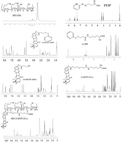 Figure 1. 1H NMR spectrums of HES-CHO, PDP, 10-HCPT-PDP, Ly-PDP, 10-HCPT-MPA, 10-HCPT-SS-Ly, and HES-10-HCPT-SS-Ly.