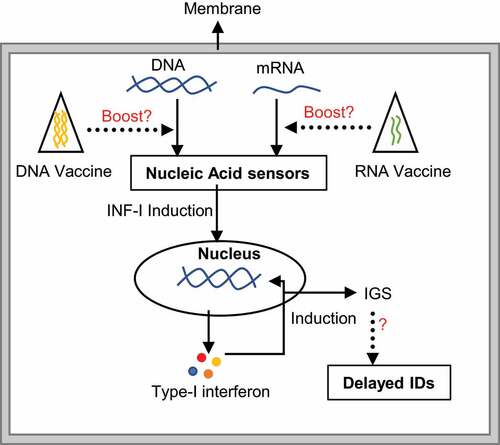Figure 1. The mechanism of nucleic acid-mediated immune stimulation. The presence of naked mRNA/DNA from any source e.g. infectious organisms, diet or cellular DNA fragments, are sensed by a protein complex. Successive downstream signaling induces type-I interferon, which further stimulates the production of interferon stimulation genes (IGS). Abnormal expression of IGS might link to different immunological disorders (IDs). While second-generation mRNA vaccinations should be safer and may not strongly associated with this mechanism, long-term exposure to any nucleic acid in the form of vaccination may activate the nucleic acid-mediated immune sensing pathway, raising the risk of IDs