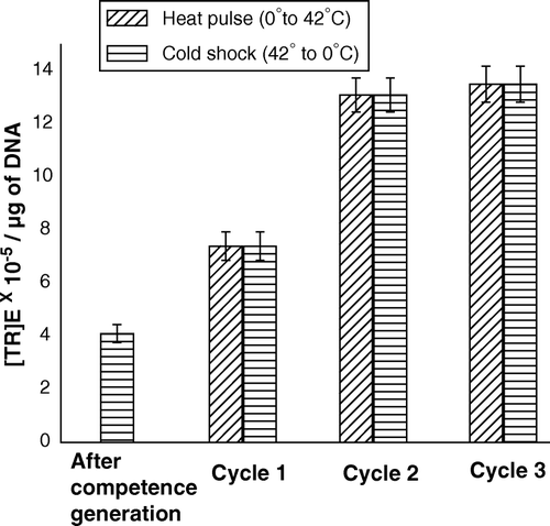 Figure 6.  (TR)E of the CaCl2-treated competent cells of E. coli XL1Blue, when the cells were subjected to repetitive heat-pulse (0°C→42°C) and cold-shock (42°C→0°C) steps.