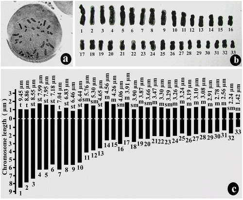 Figure 2. Mitotic chromosome study of pollen grain (gametophytic generation) of Drimiopsis botryoides: (a) metaphase plate of pollen grain showing n = 33 chromosomes; (b) karyogram of pollen grain; (c) idiogram of haploid gametophytic plants.
