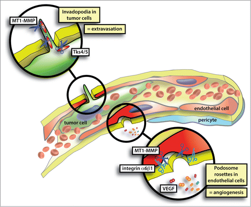 Figure 1. The process of vascular BM invasion during tumor cell extravasation or endothelial sprouting is dependent on the formation of invadopodia or podosomes, respectively. Podosomes and invadopodia, collectively known as invadosomes, are specialized cell-matrix contacts with an inherent ability to degrade ECM. Molecular players involved in invadopodia formation are cortactin, Tks4/5 and MT1-MMP. VEGF and α6 integrin are crucial for endothelial podosome rosette formation while MT1-MMP is enriched in podosome rosettes.