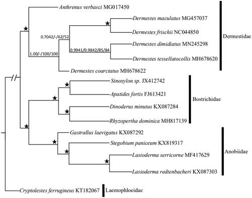 Figure 1. Maximum Likelihood (ML) and Bayesian inference (BI) phylogenetic tree inferred from mitochondrial genomes of superfamily Bostrichoidea species based on two datasets: (a) PCG123; (b) PCG123 and 2 rRNAs. Values above the nodes represented PCG123 Bayesian posterior probabilities/PCG123 and 2 rRNAs Bayesian posterior probabilities/PCG123 bootstrap values/PCG123 and 2 rRNAs bootstrap values. ‘–’ indicates not support, ‘★’ indicated posterior probabilities = 1.00 or ML bootstrap = 100 in all trees.