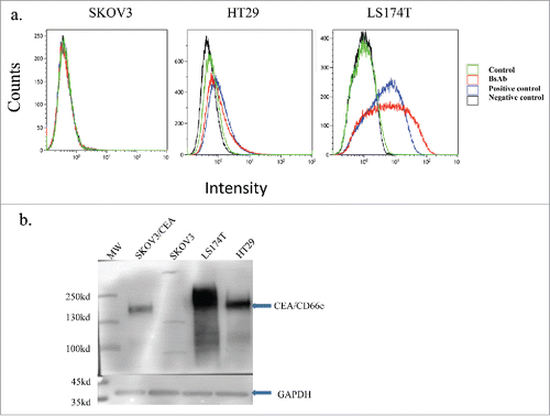 Figure 2. BiSS recognizes the CEA antigen. Flow cytometry analysis of cells treated with BiSS (red line) or a control anti-CEA antibody (blue line) in the CEA-negative cancer cell line SKOV3 (left), CEA-positive cell line HT29 (middle) or LS174T (right).Citation38 Black line: no antibody (negative control); green line: only Anti-His-FITC (control); red line: BiSS as primary antibody and then Anti-His-FITC as secondary antibody; purple line: anti-CEA antibody (positive control). (b), Western blot analysis of CEA expression in different cell lines using BiSS protein. SKOV3/CEA indicates SKOV3 cells that were transiently transfected with plasmid encoding CEA.