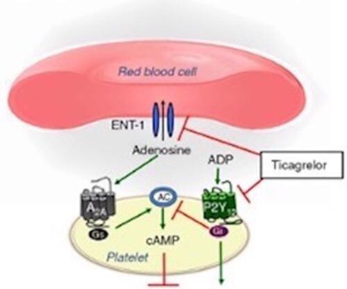 Figure 1 Mechanism of action of ticagrelor on platelet activation and aggregation.