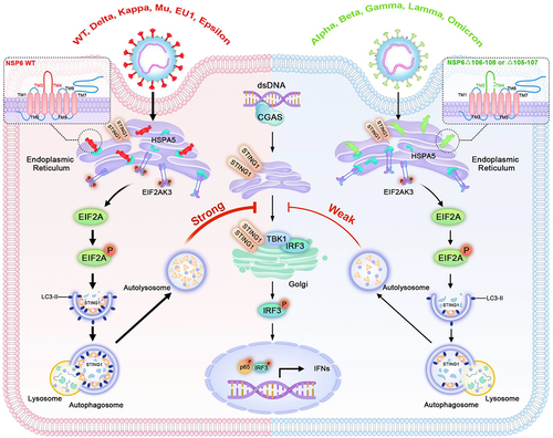 Figure 9. A model for how SARS-CoV-2 NSP6 triggers ER stress-induced autophagy to degrade STING1. NSP6 triggers ER stress and binds to HSPA5 to activate EIF2AK3, which induces EIF2AK3-EIF2A signaling pathway-mediated autophagy, leading to the lysosomal degradation of STING1 and downregulation of interferon production. These functions are diminished in NSP6 of SARS-CoV-2 variants with a three-aa deletion (Δ105–107 or Δ106–108).