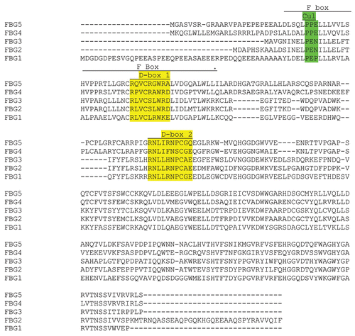 Figure 8 CLUSTAL W (1.8) multiple sequence alignment of the FBG family members reveals two D-box domains in FBG1. The regions for the D boxes are highlighted in yellow. Three amino acids critical for Cul1 binding are also shown in green.