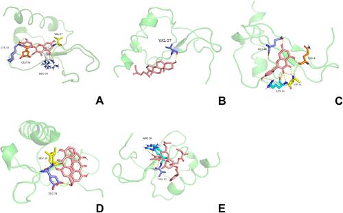 Figure 8 Molecular docking between CXCL8 and five pivotal ingredients, including quercetin (A), beta-sitosterol (B), kaempferol (C), palmidin A (D), and candletoxin A (E).