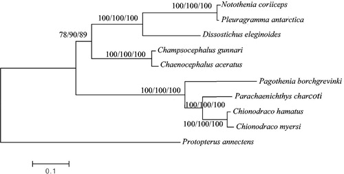 Figure 1. Phylogenetic tree of Antarctic Notothenioids, with African lungfish P. annectens as an outgroup. The topology of phylogenetic tree was inferred from neighbour-joining, maximum likelihood and maximum parsimony methods. Bootstrap supports for each analysis are indicated at the nodes.