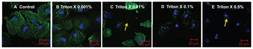 Figure S2 Effect of Triton X detergent concentrion range (0, 0.001, 0.01, 0.1 and 0.5%) on live HUVEC actin-cytoskeletal filaments: HUVECs were grown on 8 chamber slides. After 24 h, cells (A) were treated with 0.001% (B), 0.01% (C), 0.1% (D) or 0.5% (E) Triton X in cell culture medium for 1 h at 37°C.Notes: Cells not treated with Triton X were taken as control. After staining (actin-red, nucleus-blue) the chambers were removed, cells were covered with a glass cover slip using mounting medium and left at 4°C overnight. Confocal images (maximal projection) are shown. Images are representative of three independent experiments. Arrows point to the areas with disorganized actin.Abbreviations: NP, nanoparticle(s); HUVEC(s), human umbilical vein endothelial cell(s); EC, endothelial cell(s); SS, shear stress.