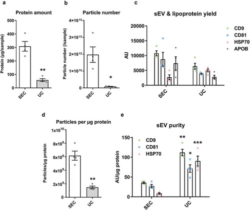 Figure 8. Characterisation of sEVs isolated by SEC or UC for use in endothelial cell migration experiments.For SEC isolation of sEVs, 1 ml of plasma was loaded on a SEC column and fractions 4.0–6.0 ml were collected, pooled and concentrated on Vivaspin-4 ultrafiltration units (100 kDa cut-off). For UC isolation of sEVs, 4 ml of starting plasma volume were used. (a): Protein amount in SEC and UC samples measured by BCA assay. n = 4. **p < 0.01. (b): Particle number in SEC and UC samples measured by NTA. n = 4. *p < 0.05. (c): sEV (CD9, CD81, HSP70) and lipoprotein (APOB) markers measured by DELFIA for SEC and UC samples. AU – arbitrary units normalised to volumes in each sample. n = 4. Note the marker levels were also normalised to starting plasma volumes and represent the yield of sEV and lipoproteins from 1 ml plasma. (d): Particle/protein ratio for SEC and UC samples. n = 4. **p < 0.01. (e): sEV marker signal normalised to total protein amount for SEC and UC samples as a measure of purity of sEVs from soluble protein. Note the higher sEV/total protein content in UC samples despite the lower particle to protein ratio (panel (d)). **p < 0.01 UC CD9 vs. SEC CD9, *p < 0.05 UC CD81 vs. SEC CD81 and ***p < 0.001 UC HSP70 vs. SEC HSP70, Student’s t-test.