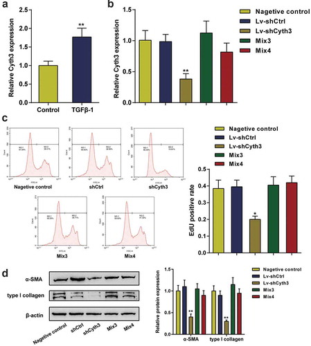 Figure 6. Cyth3 was involved in HSC activation. (a) The relative expression level of the Cyth3 mRNA in TGF-β1-stimulated and normal HSCs was detected. N = 3; **P< 0.01, compared with the normal group. (b) HSCs were separated into five groups: (i) negative control group (untransfected cells), (i) shCtrl group (cells infected with the lentivirus containing the scrambled shRNA), (ii) shCyth3 group (cells infected with the lentivirus containing the Cyth3 shRNA), (iii) Mix3 group (cells transfected with Lv-shCyth3+ miR-148a-3p inhibitor) and (iv) Mix4 group (cells transfected with Lv-shCyth3+ miR-22-3p inhibitor). The relative Cyth3 expression level was detected in different experimental groups using qPCR. (c) The effect of Cyth3 on HSC proliferation was determined using an EdU assay. (d) The effect of Cyth3 on α-SMA and type I collagen protein expression in HSCs was detected using western blotting. N = 3; **P< 0.01, compared with negative control group