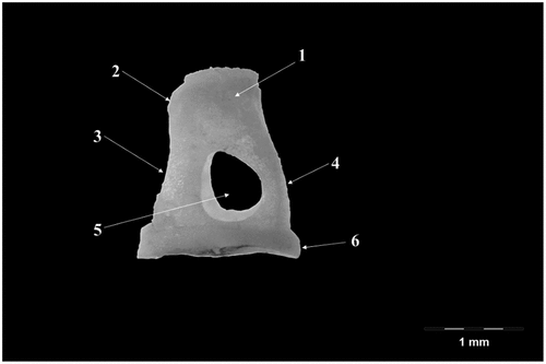 Figure 5. Stapes-native specimen.