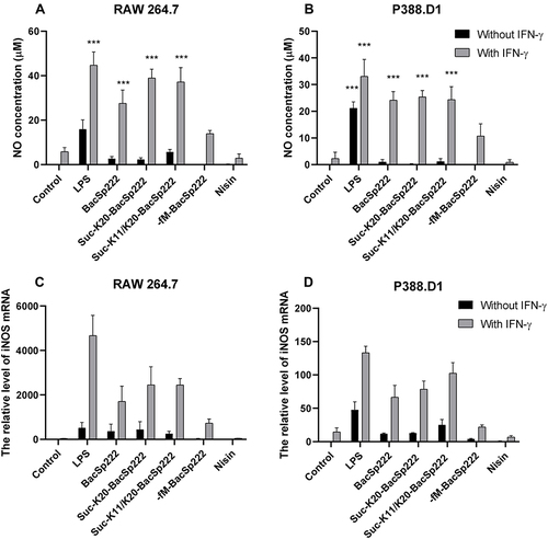 Figure 1 Bacteriocin BacSp222 and its forms enhance NO production by P388.D1 and RAW 264.7 cells. (A and B) Determination of NO concentration measured by Griess reaction in culture media collected from the stimulated cells. (C and D) Analysis of the iNOS expression level in the stimulated cells using the qRT-PCR method. The bars represent the mean ± SEM (n=3). ***p<0.001 vs control.