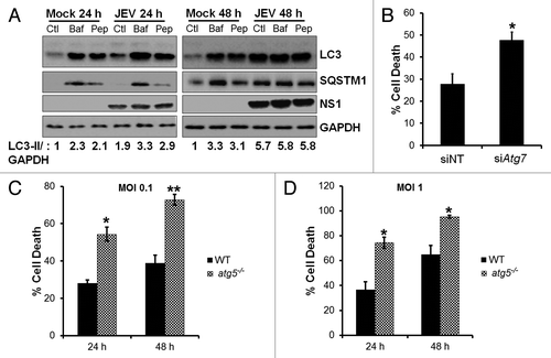 Figure 3. Autophagy-deficient cells are highly susceptible to virus-induced cell death. (A) Mock and JEV-infected (MOI 5, 24 and 48 h), Neuro2a cells were treated with DMSO (Ctl), 100 nM bafilomycin A1 (Baf) for 2 h before fixation or 50 µg/ml pepstatin A (Pep) for 12 h before fixation, and protein extracts were analyzed by western blotting with LC3, SQSTM1, NS1, and GAPDH (loading control) antibodies. (B) Percentage of death in JEV-infected (MOI 1) control/ ATG7-depleted Neuro2a cells at 48 h pi. (C and D) WT (black bar) and atg5−/− (hashed bar) MEFs were infected with JEV at MOI 0.1 (C) and MOI 1 (D), and percentage of cell death was analyzed at 24 and 48 h pi. Presented are mean ± standard error of values obtained from 3 independent experiments. The Student t test was used to calculate P values. *P < 0.05, **P < 0.01.