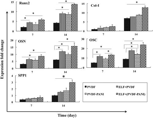 Figure 5. Relative expression of Runt-related transcription factor 2 (Runx2), Collagen type-1 (Col-I), Osteonectin (OSN), Osteocalcin (OSC) and Osteopontin (SPP1) at days 7 and 14 for DPSCs cultured on the PVDF and PVDF-PANI under osteogenic medium at the absence and presence of the PEMF. The significant differences (p<.05) between groups are indicated with star sign.